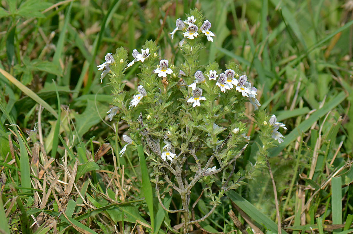 Cespuglietto di  Euphrasia  da id.